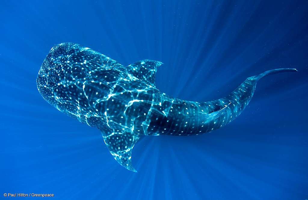 A photo of a whale shark swimming, taken from above