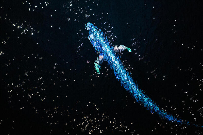 Dolphinfish in the Pacific, in the region where deep sea miners want to extract minerals for EVs and the clean energy revolution.