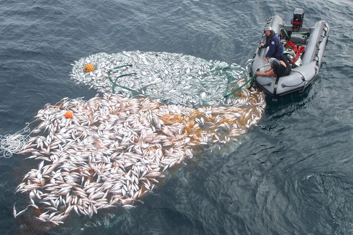 Image of discarded fish known as 'fish dumping' via Legasea