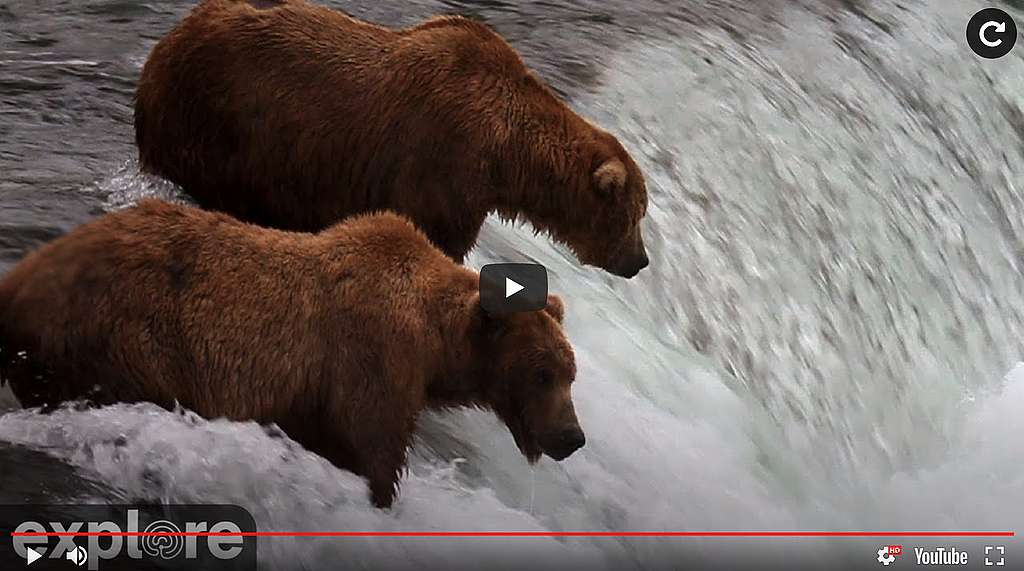 BROWN BEAR CAM