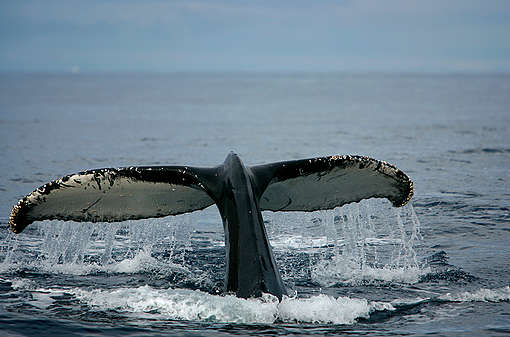 Humpback whales show their flukes while feeding near the Antarctic ice edge in the Southern Ocean.