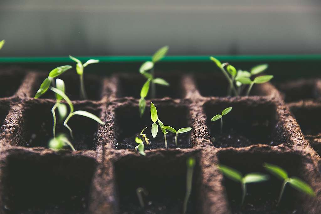 Five productive things to do in lockdown - Plant some seeds!