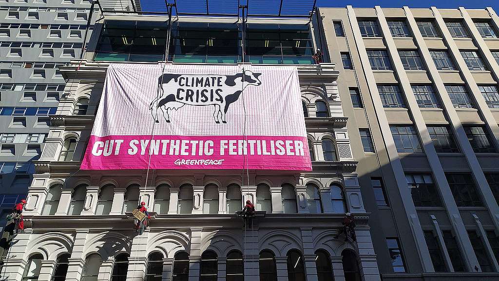 Greenpeace Greenpeace activists climb Fertiliser Association building to highlight industrial dairying's role in climate crisis - Greenpeace Aotearoa