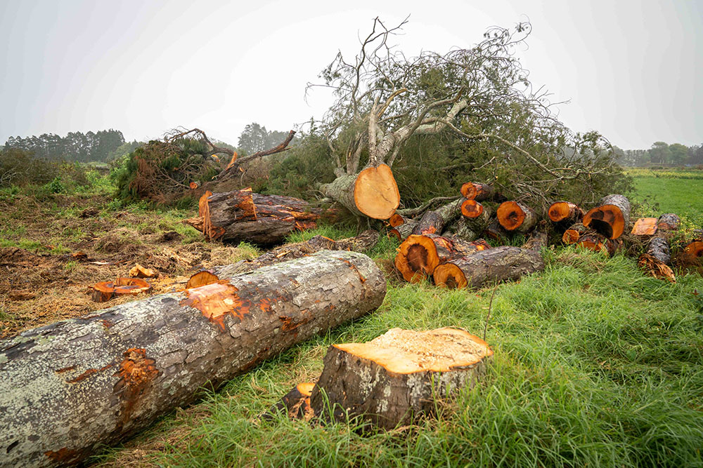 Recently felled kahikatea trees