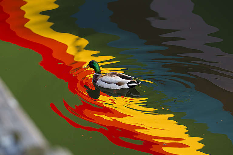 2022-calendar-greenpeace-aotearoa