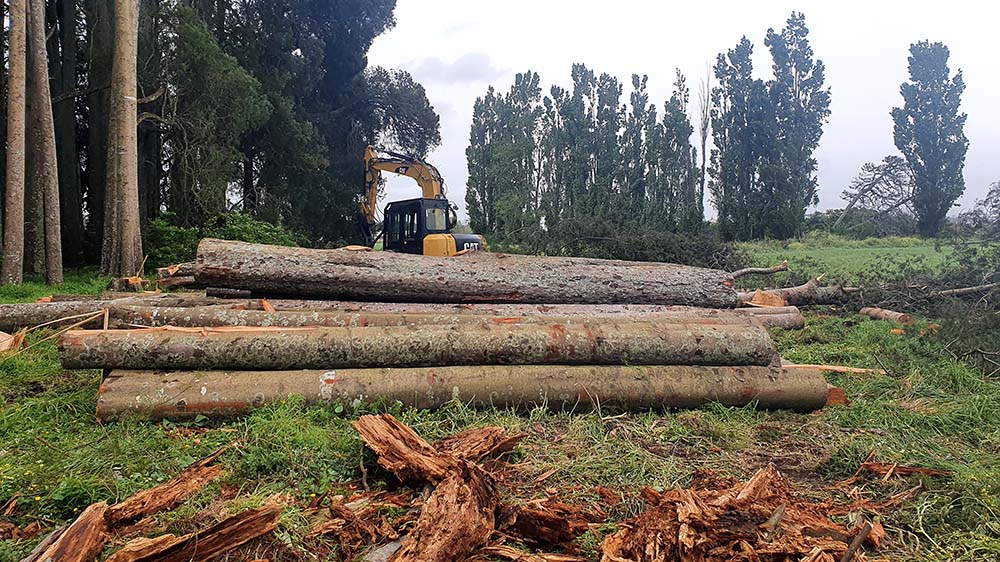 Recently felled kahikatea trees