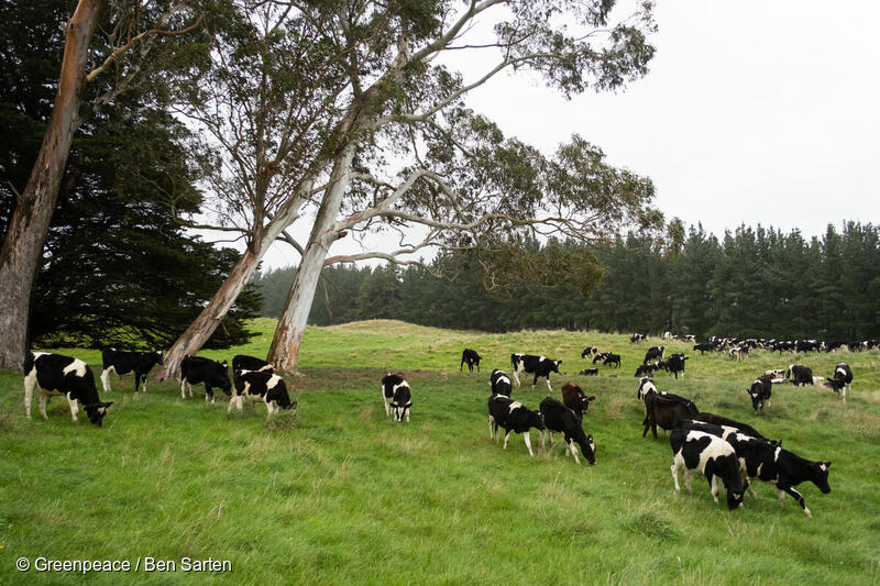 Organic dairy cows on Mangarara Station farm. 
