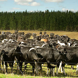 A herd of cows in a field with a backdrop of pine trees