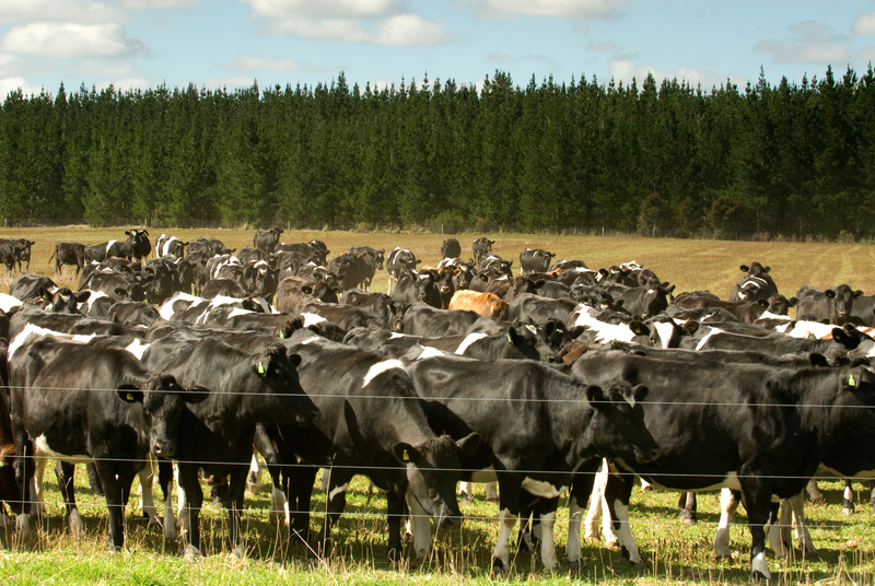 A herd of cows in a field with a backdrop of pine trees