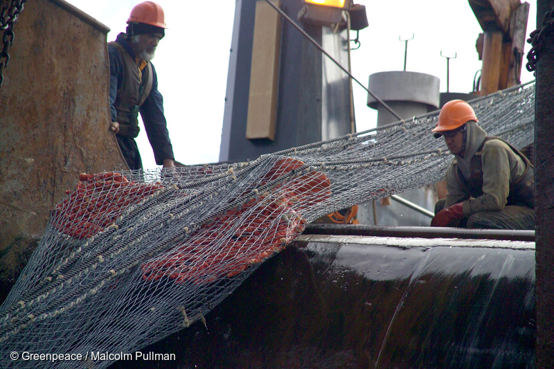 A large piece of Paragorgia coral is hauled aboard the New Zealand bottom trawler, Waipori. A large piece of Paragorgia coral is hauled aboard the New Zealand bottom trawler, Waipori.