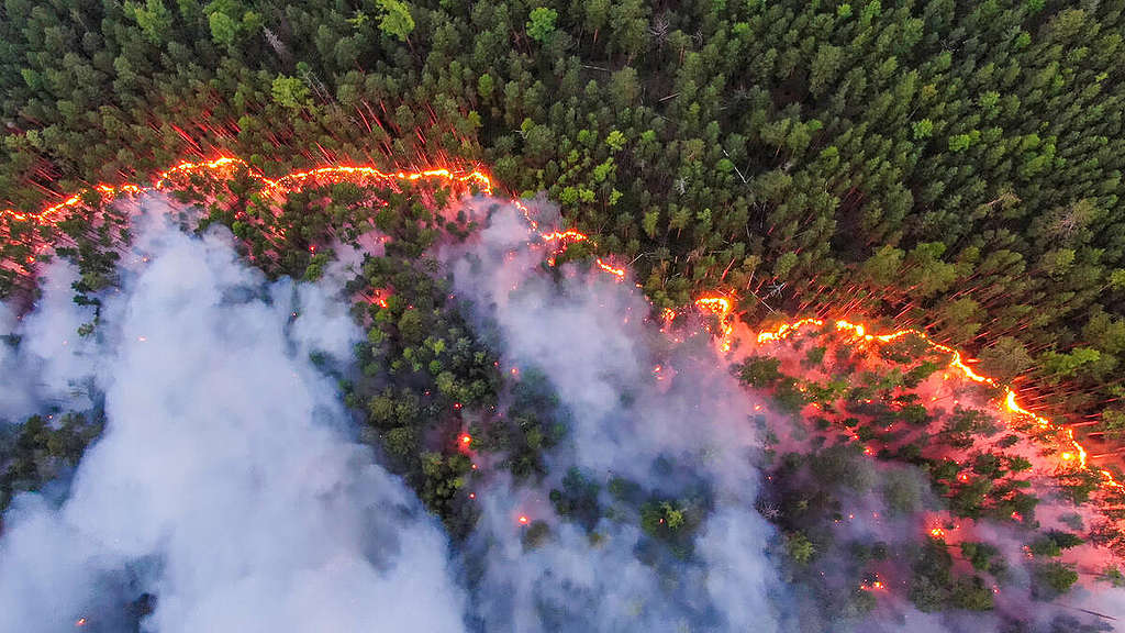An aerial shot where forest fires burn in a Siberian forest. The fire covers the lower half of the forest shown in the image, with smoke clouds obscuring some of the trees.