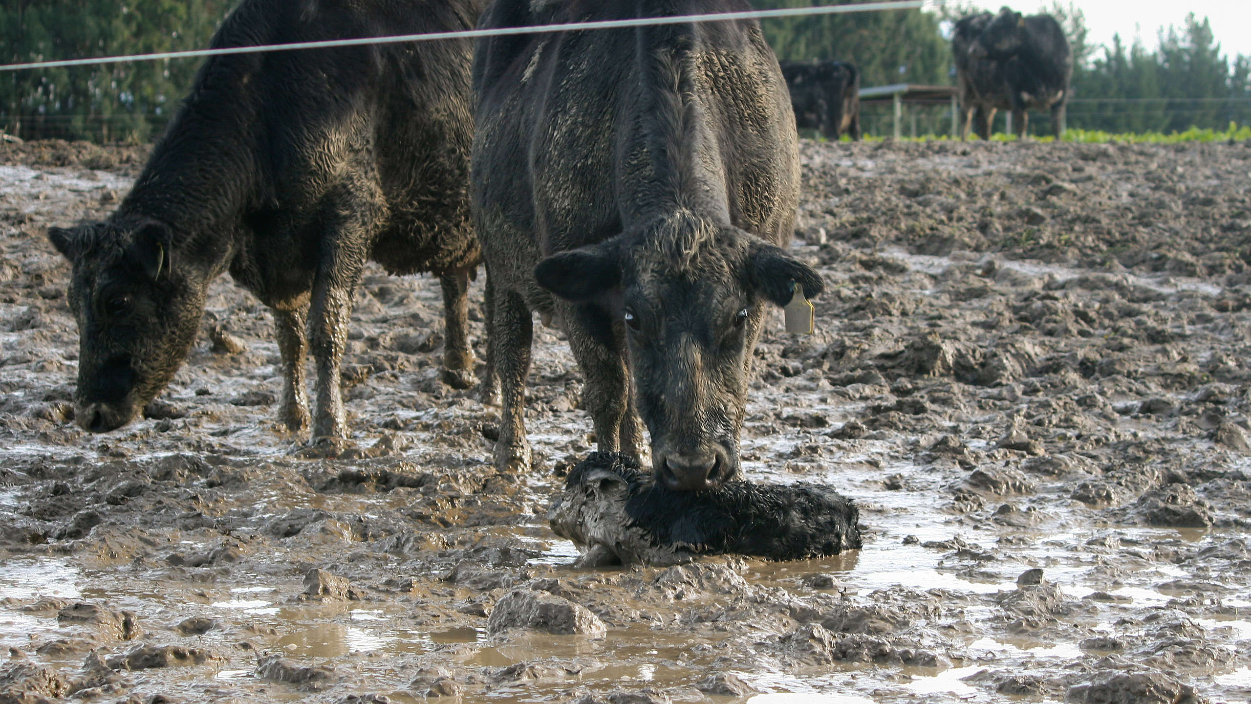 Cow & calf in mud on a Southland intensive winter grazing farm. Photograph captured by Matt Coffey in Winter 2021