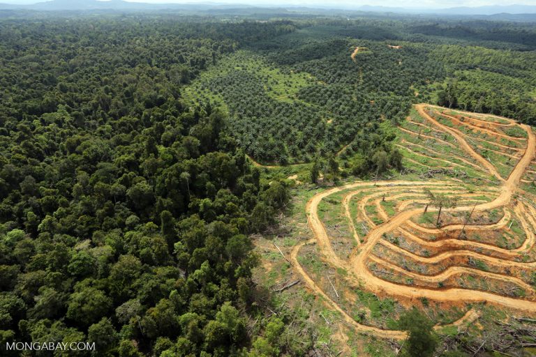 An aerial view with on the left a forest, on the right road tracks and felled trees