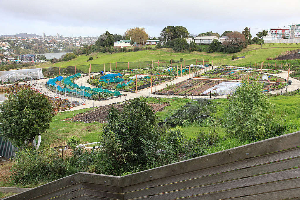 Pourewa Māra Kai is situated on a public reserve in between the Auckland suburbs of Meadowbank and Ōrākei.