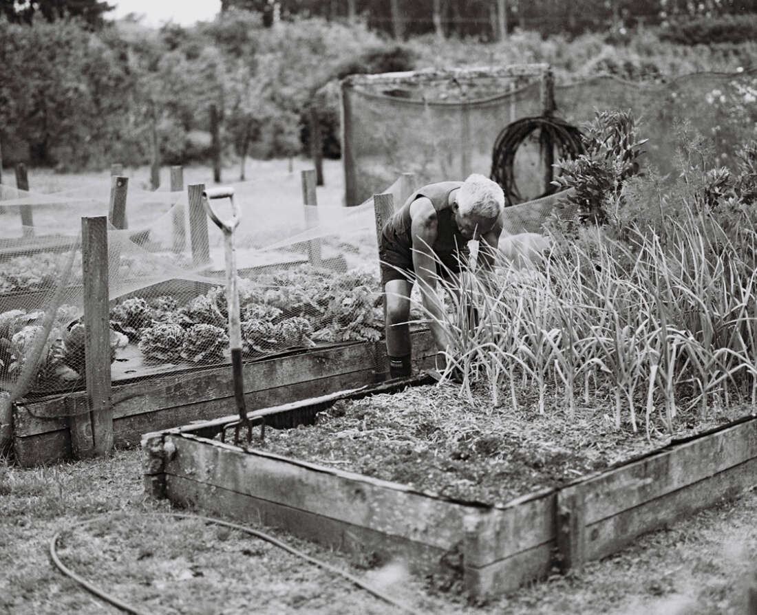 Te Rangikaheke gardening on the whenua