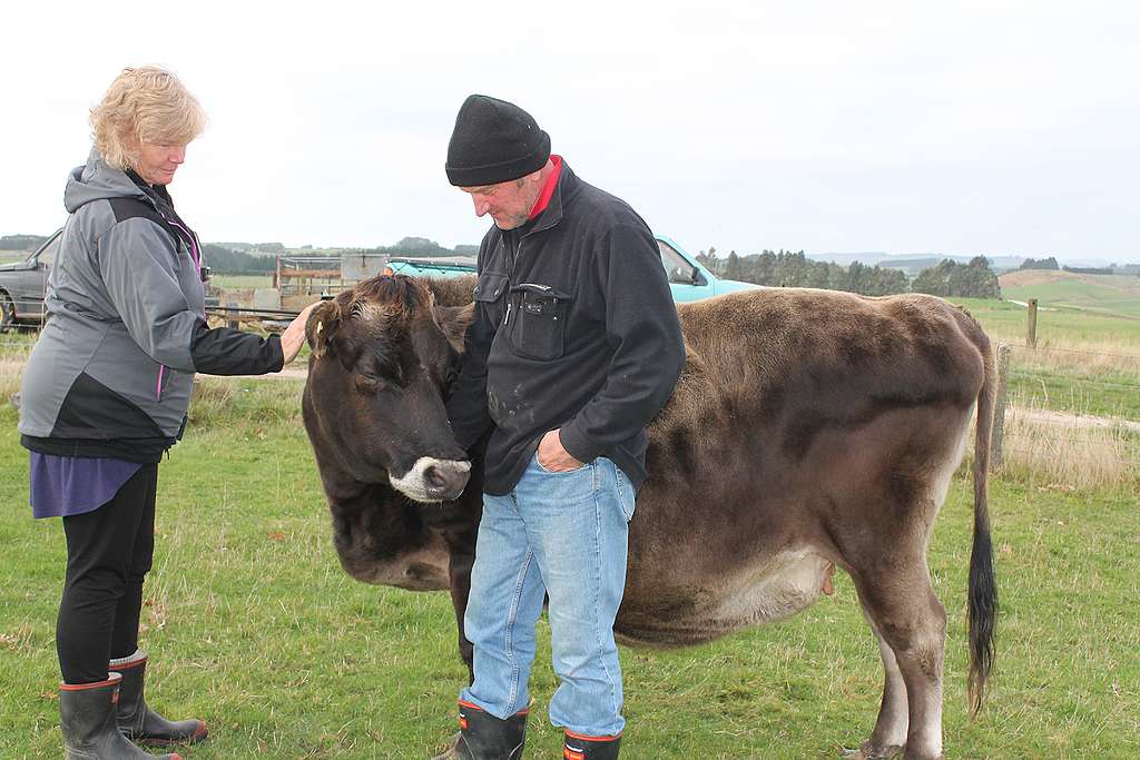 Bronnie and George with Daffodil the retired cow. Bronnie and George with Daffodil, the retired cow.