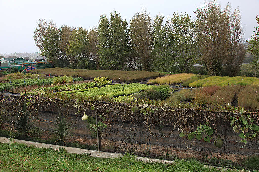The native plant nursery supplies plants for the regeneration of Pourewa but also sells plants to Auckland Council and marae in the region.