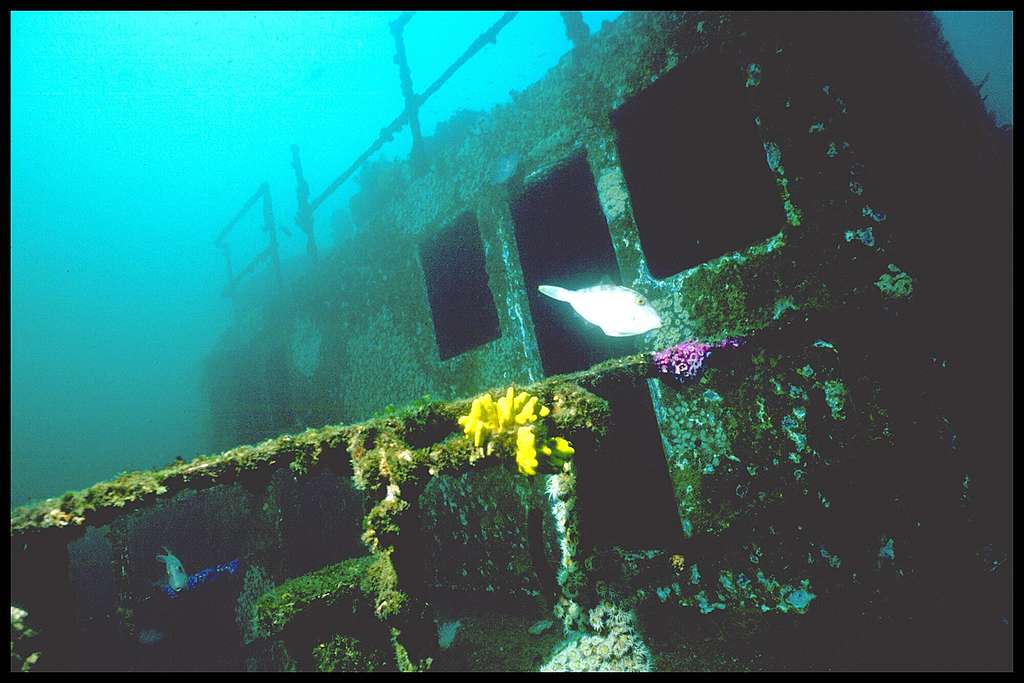 The wreck of the Rainbow Warrior was quickly colonised by ocean life, and has become a popular destination for divers. © Greenpeace / Roger Grace The wreck of the Rainbow Warrior was quickly colonised by ocean life, and has become a popular destination for divers. © Greenpeace / Roger Grace