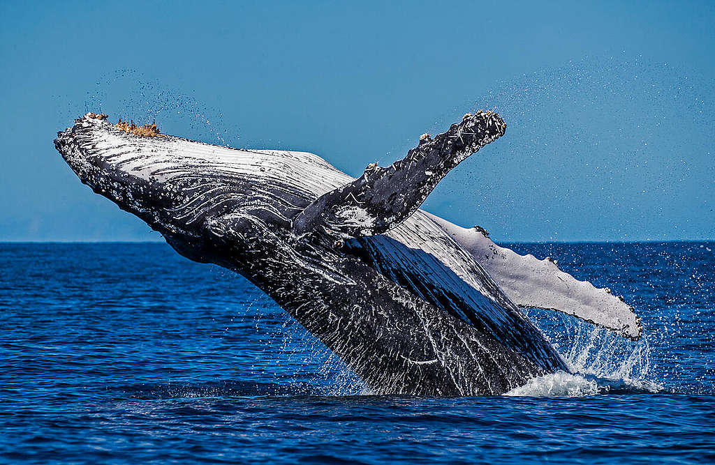 A Humpback whale breaches off a reef in the Southern Great Barrier reef on its Southern Migration, Queensland, Australia. Humpback whales travel huge distances from the warm waters of the great barrier reef on the east coast of Australia to icy waters of the southern Ocean off Antarctic.