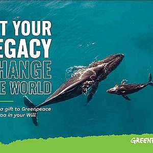 People-powered change: How your donation to Greenpeace helps protect the planet
