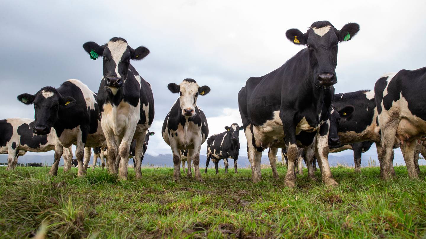 cows in a field looking down at the camera