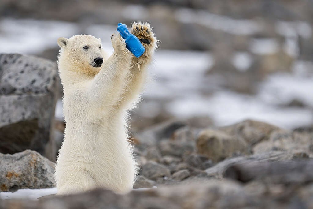 Polar bear cub plays with plastic items found in the Arctic. Polar bear cub plays with plastic items found in the Arctic.