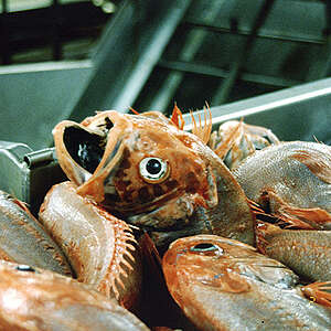 Orange roughy on the processing line of a factory trawler.