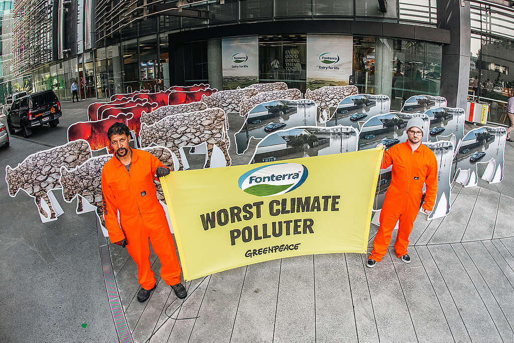 Greenpeace activists corralled a herd of ‘disaster cows’ in front of Fonterra’s Auckland HQ on the dairy giant’s annual reporting day as the dairy giant announced an increased after-tax profit of $1.577 billion compared with $583 million the previous year. The disaster cows are climate disaster images of floods, fires and droughts in the shape of cows. The banner reads Fonterra: Worst Climate Polluter. © Oren Oaariki / GREENPEACE Greenpeace activists corralled a herd of ‘disaster cows’ in front of Fonterra’s Auckland HQ on the dairy giant’s annual reporting day as the dairy giant announced an increased after-tax profit of $1.577 billion compared with $583 million the previous year. The disaster cows are climate disaster images of floods, fires and droughts in the shape of cows. The banner reads Fonterra: Worst Climate Polluter. © Oren Oaariki / GREENPEACE