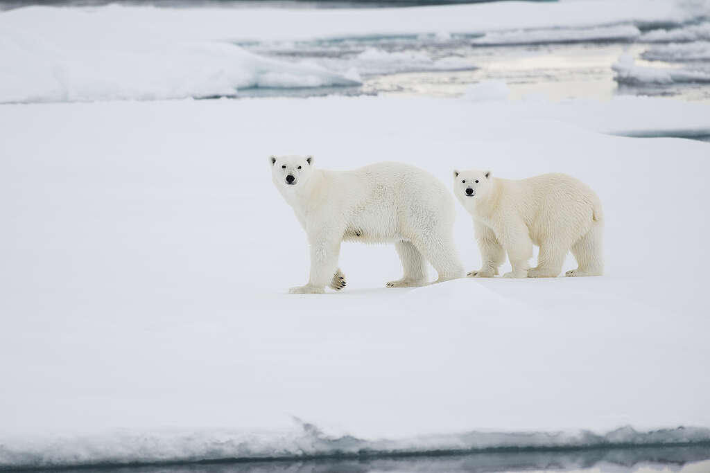 A polar bear and her cub walking in the Arctic. A polar bear and her cub walking in the Arctic.