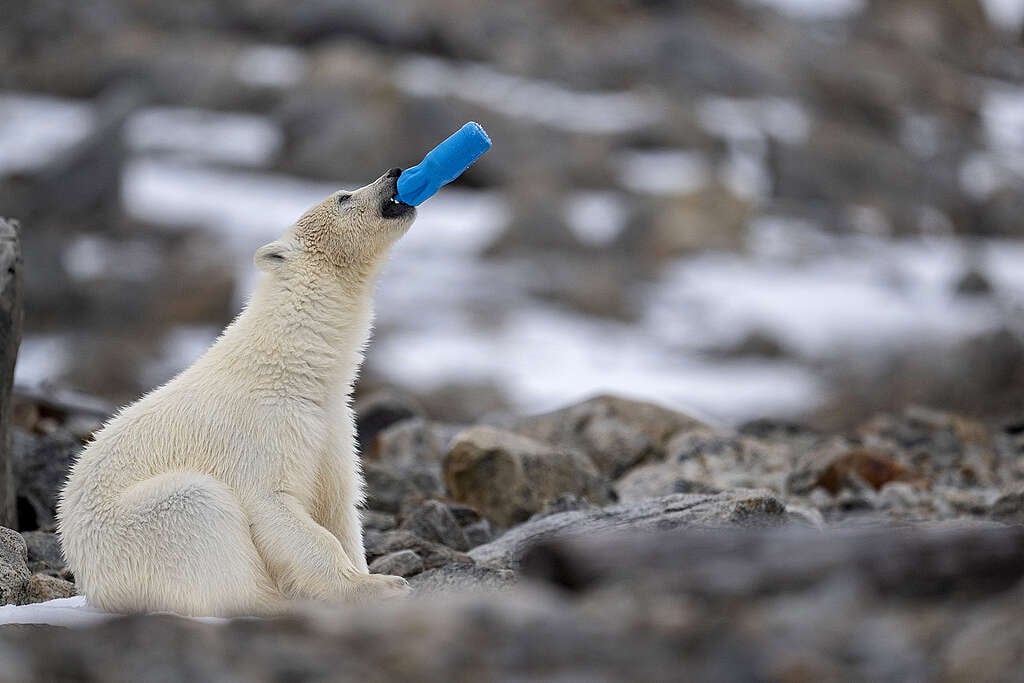 Roie Galitz, Greenpeace Israel's ambassador for the Arctic, had captured the sad moment when a polar bear cub found plastic items and started playing with them. The polar bear cub is safe and luckily, he didn't swallow it. Roie Galitz, Greenpeace Israel's ambassador for the Arctic, had captured the sad moment when a polar bear cub found plastic items and started playing with them.
The polar bear cub is safe and luckily, he didn't swallow it.