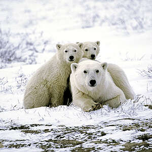 A polar bear with two juveniles near Churchill, Manitoba.  A report by Ian Sterling with the Canadian Wildlife Service links a decline in the weight of adult polar bears in the western Hudson Bay area to global warming.