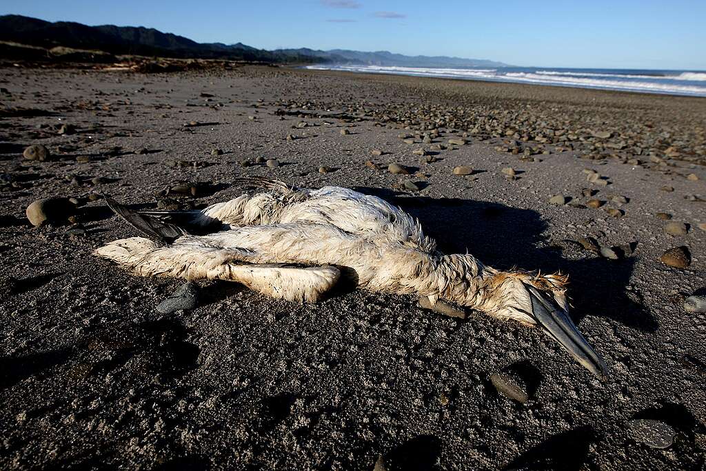 A dead gannet on Whangaparaoa Bay. The freight carrying ship Rena ran aground in Astrolabe reef off Tauranga in New Zealand's Bay of Plenty on October 5th. Oil from the vessel escaped once the vessel began to break up after being pounded on the reef by heavy seas and has reached surrounding beaches and islands, coating rocks and killing birds and fish. 88 containers have fallen off the ship after it began to list and have drifted on currents as has the escaped oil more than 130km south down to the East Cape.