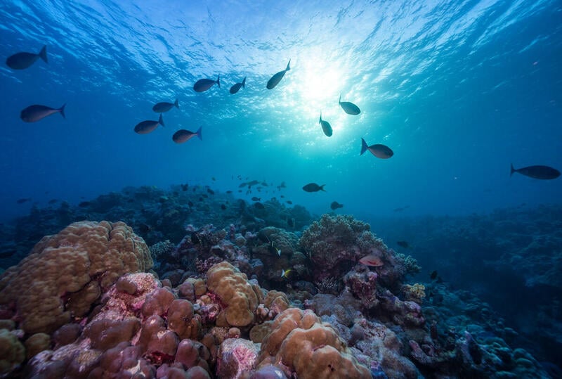 Underwater shot showing surgeon fish and parrot fish swimming over a coral bed in Western Australia