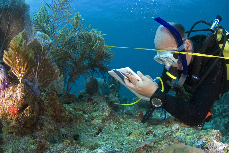 An underwater photo of a Greenpeace research scientist in full scuba gear documenting coral health on the Bank of Campeche, Mexico. 