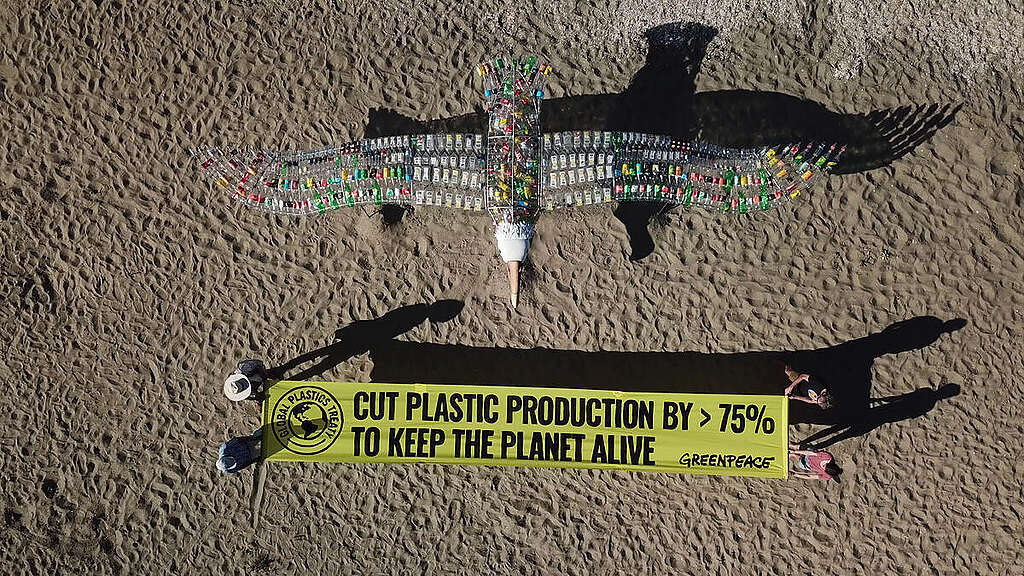 A giant toroa / albatross with a 10-metre wing-span is installed by Greenpeace Aotearoa volunteers on the iconic Mission Bay beach in Auckland New Zealand to call on the New Zealand government to take action on plastic pollution and commit to support a stronger Global Plastics Treaty of 75% plastic reduction by 2040 ahead of the 3rd Intergovernmental Negotiating Committee (INC3) in Nairobi, Kenya on November 13th.