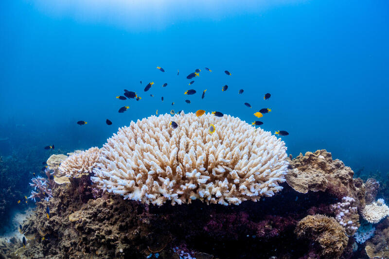 An underwater shot of a bleached Acropora coral taken at Magnetic Island, Australia. Lemon damsel fish and golden butterfly fish swim directly above the coral. An underwater shot of a bleached Acropora coral taken at Magnetic Island, Australia. Lemon damsel fish and golden butterfly fish swim directly above the coral.