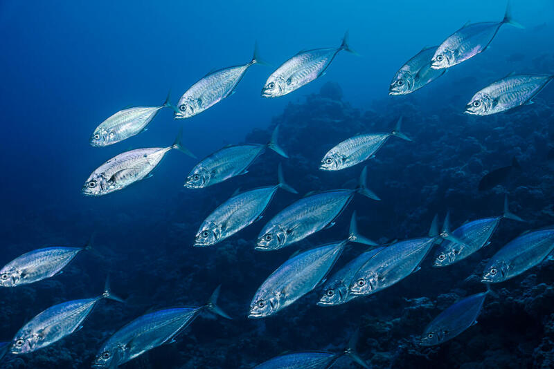 An underwater photo of a school of trevally fish at North Scott Reef, Australia.
