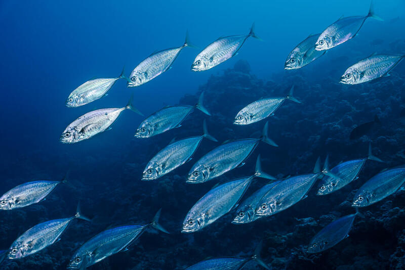 An underwater photo of a school of trevally fish at North Scott Reef, Australia. An underwater photo of a school of trevally fish at North Scott Reef, Australia.