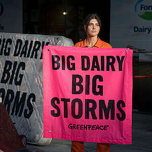 Greenpeace Aotearoa activists turn dairy giant Fonterra's Auckland HQ into flood zone in climate protest.
The activists delivered household items damaged in recent flooding from Cyclone Gabrielle and the Auckland Anniversary floods, with messages saying: Big Dairy, Big Storms.
Greenpeace is calling for the government to phase out synthetic nitrogen fertilizer, which is a key enabler of intensive dairy farming. Greenpeace is also calling for the Government to support farmers to shift to more plant-based organic regenerative farming.