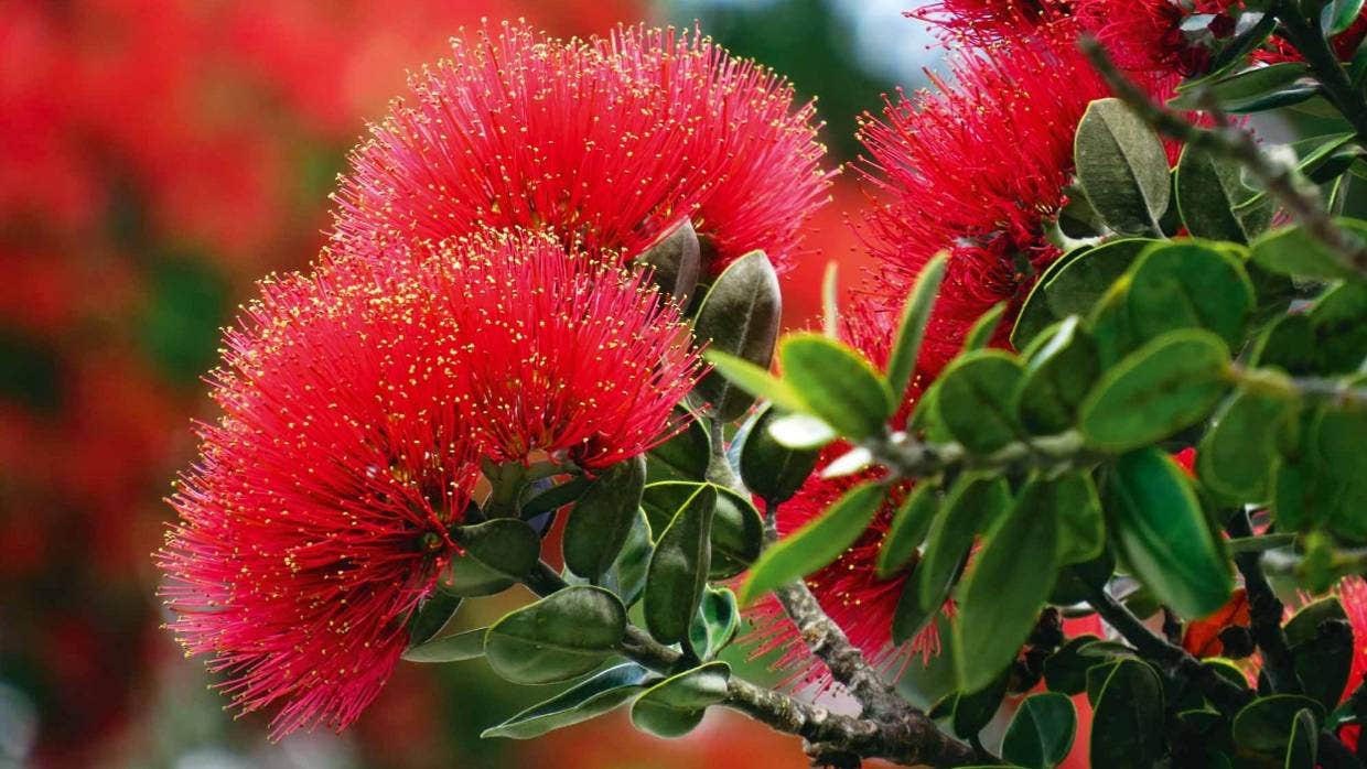 Pōhutukawa flowers