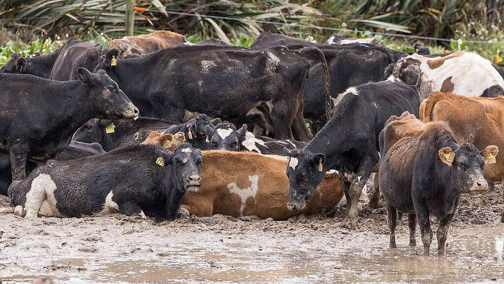 Cows in mud in a Southland intensive winter grazing system.