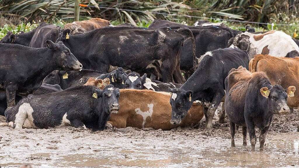 Cows in mud in a Southland intensive winter grazing system. © Angus Robson Cows in mud in a Southland intensive winter grazing system. © Angus Robson