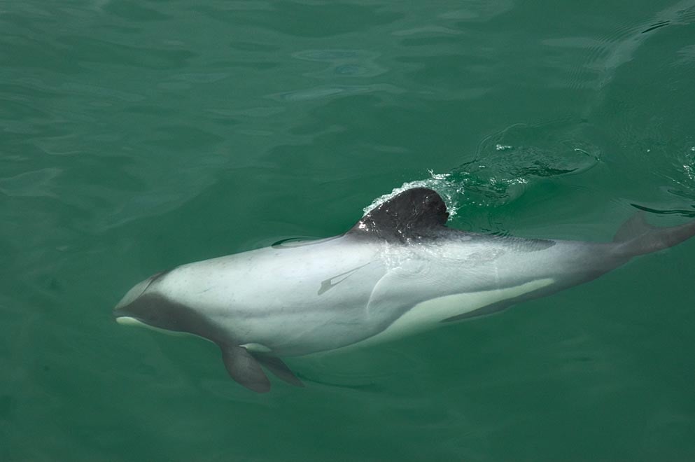 Hector's dolphins are the smallest and rarest marine dolphins in the world. They have distinct black facial markings, short stocky bodies and a dorsal fin shaped like a Mickey Mouse ear.