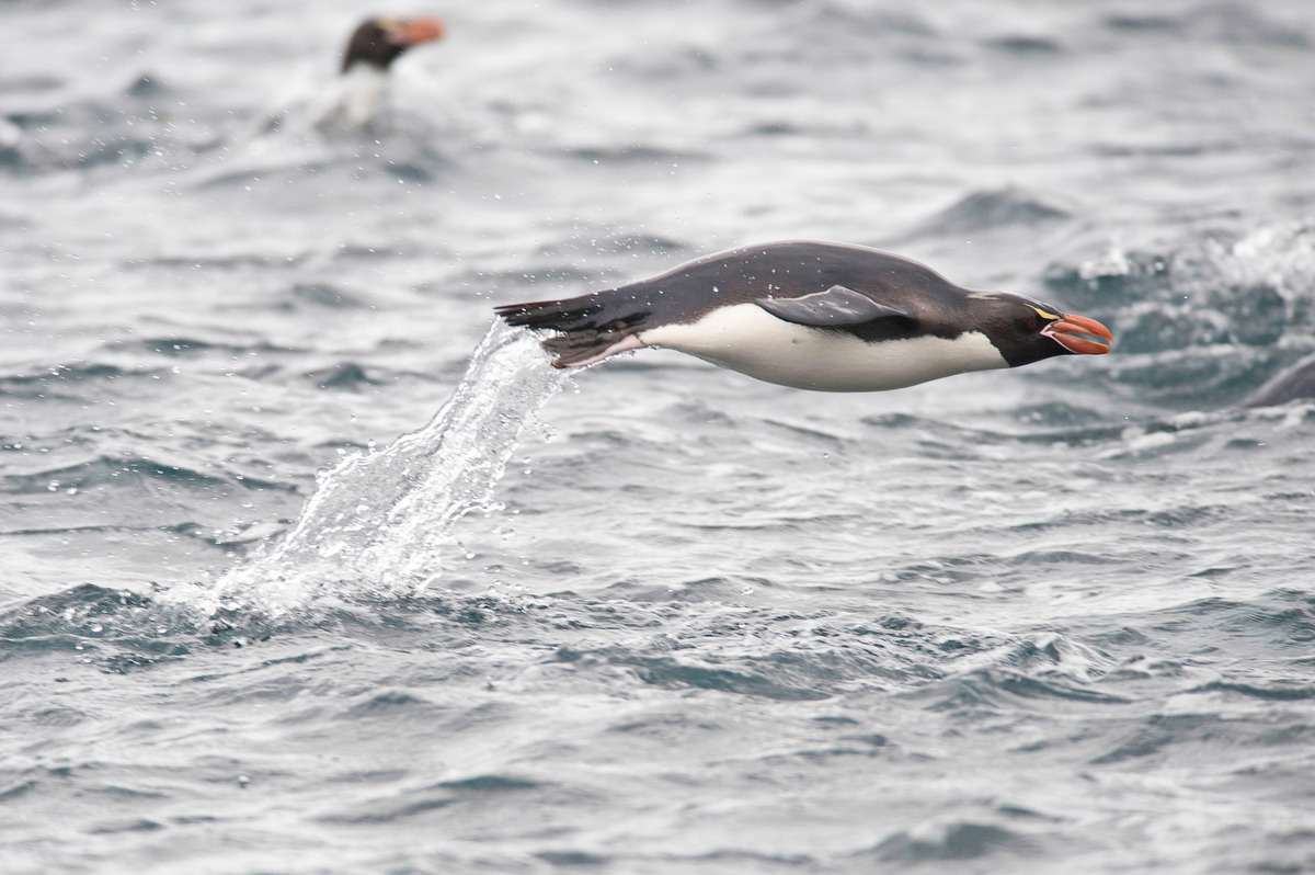 Penguin in New Zealand. © Greenpeace / Dave Hansford