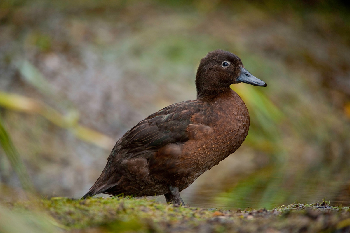 Auckland Island Teal in Enderby Island. © Greenpeace / Dave Hansford