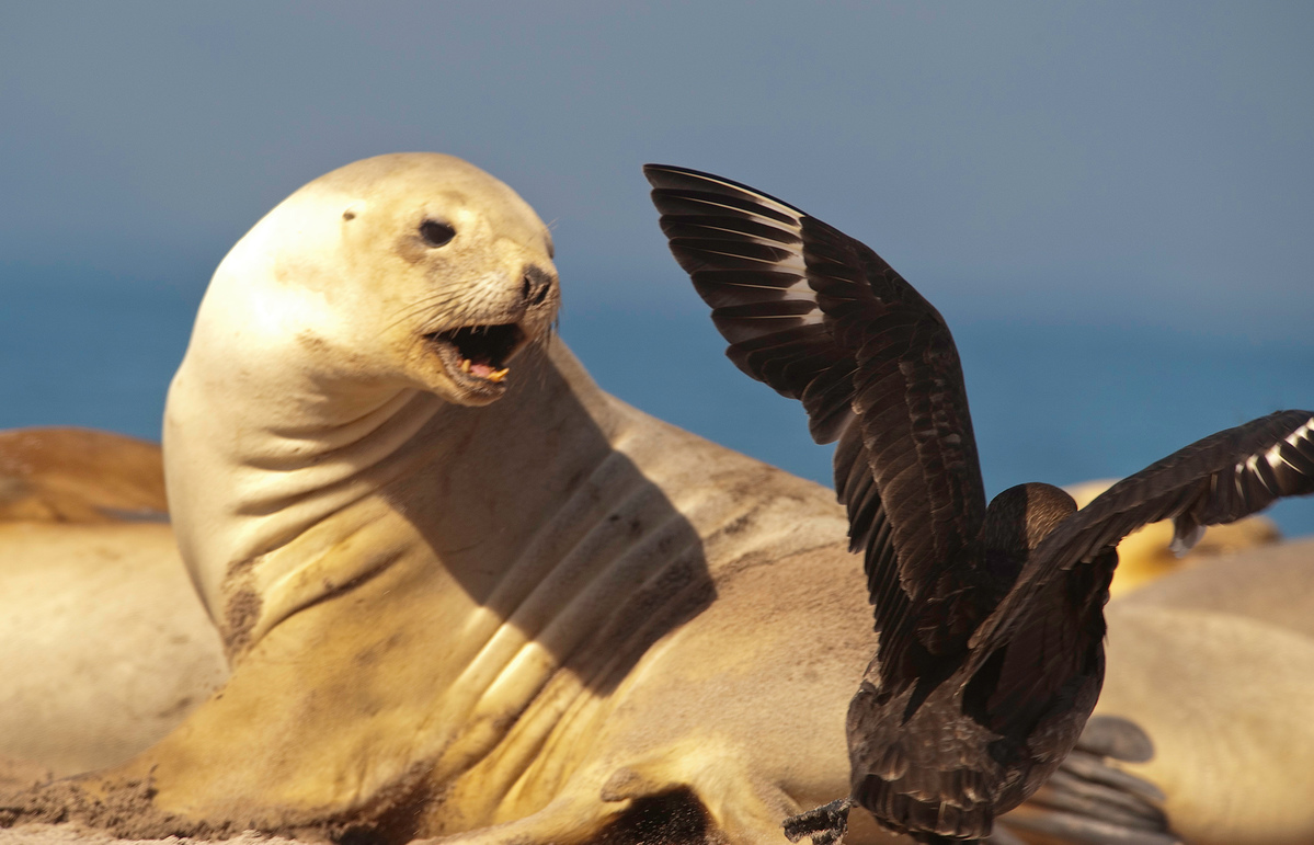 New Zealand Sea Lion Lunges at Skua. © Greenpeace / Dave Hansford