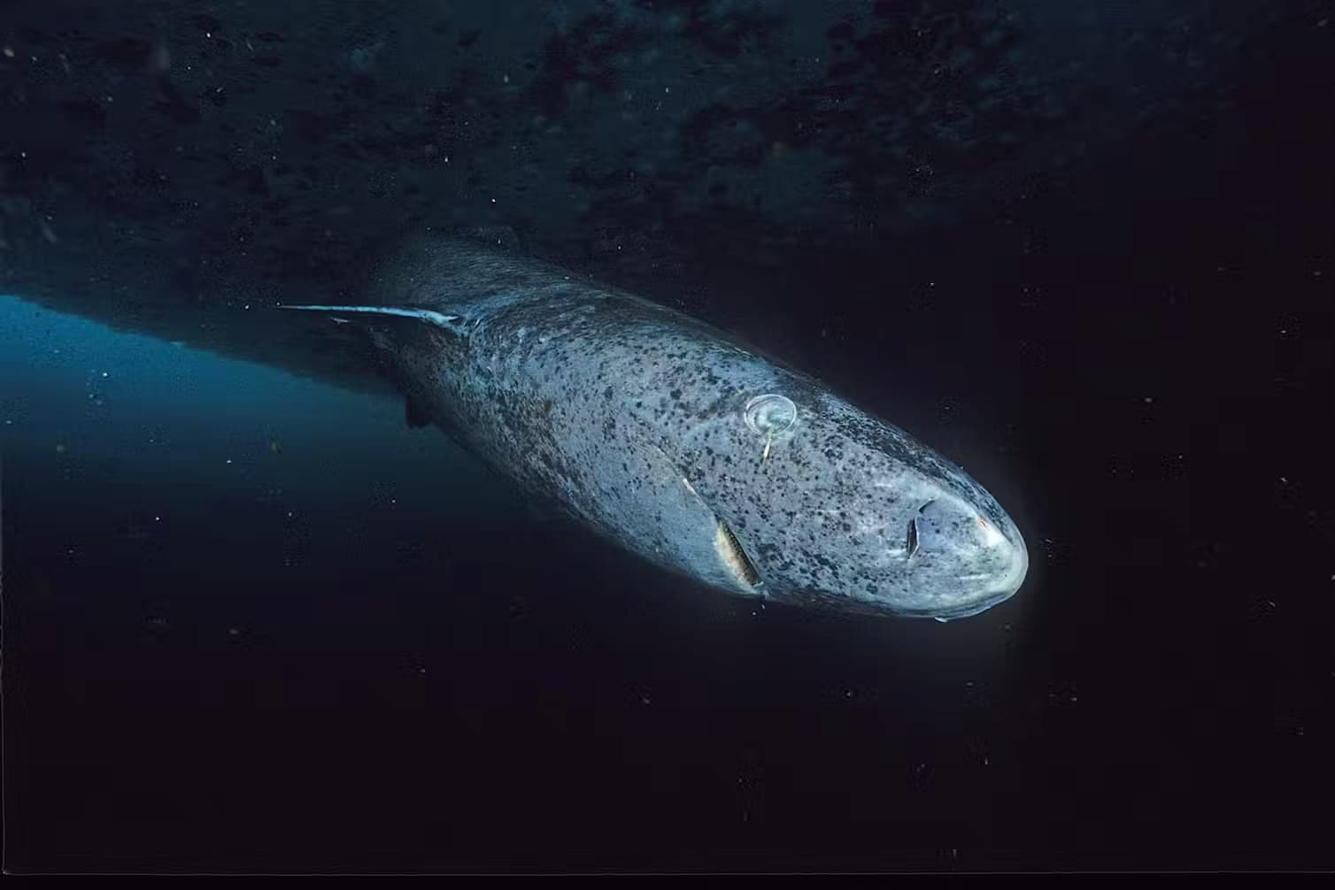The Greenland shark can live up to 450 years. Wikimedia Comons/Hemming1952, CC BY-SA