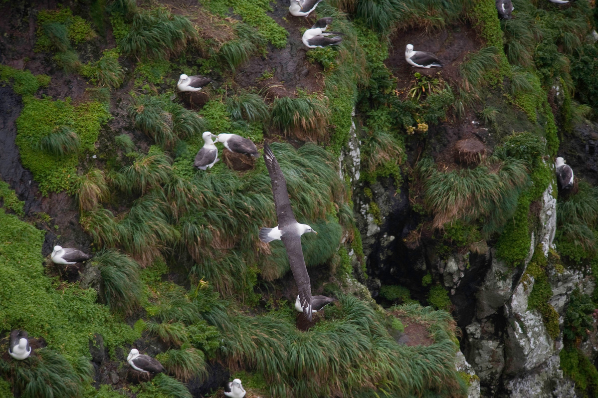 Albatrosses in New Zealand. © Greenpeace / Dave Hansford