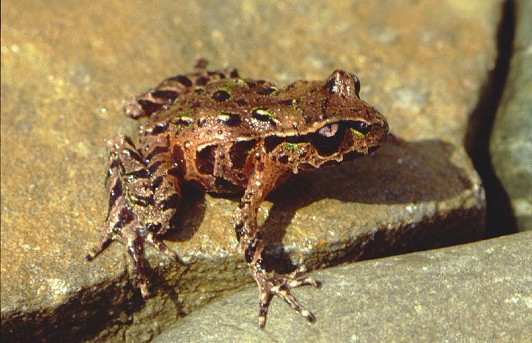 Archey's frog (Leiopelma archeyi) is an archaic species of frog endemic to the North Island of New Zealand.