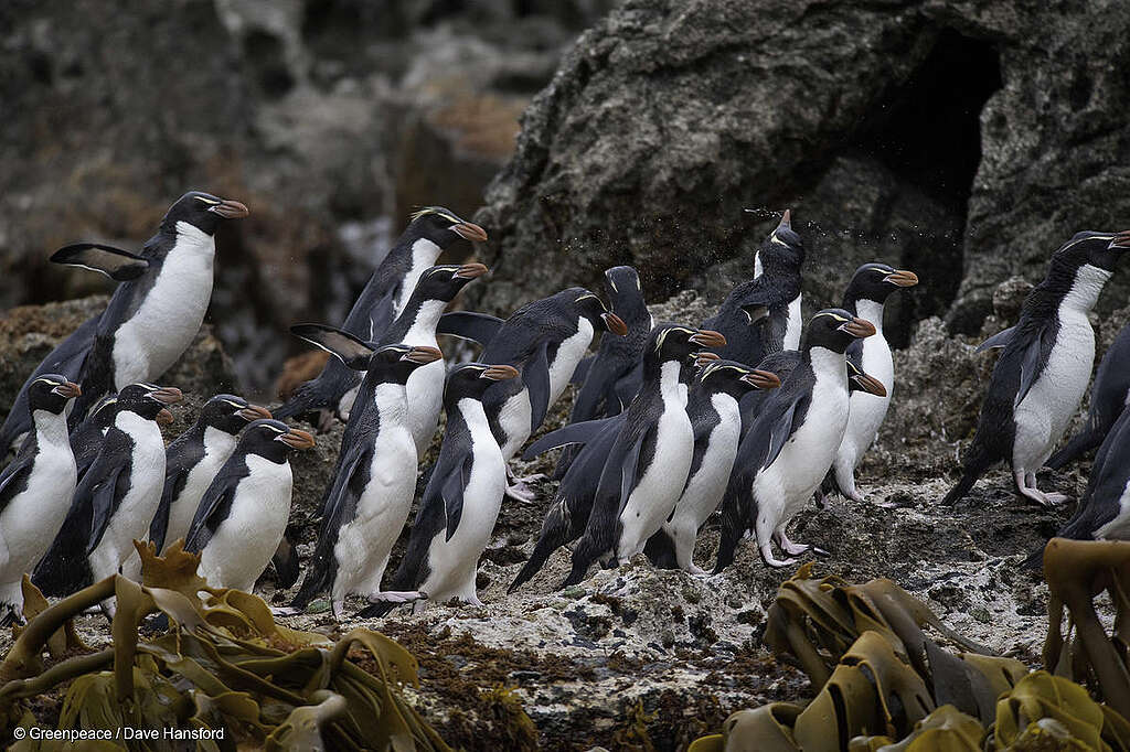Snares crested penguins, the world's rarest are found only on the subantractic Snares group, some 80 nautical miles south of Rakiura, New Zealand. An estimated 23,000 breeding pairs live here, with more than 100 colonies on the main island alone. 